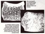 Comparison of carpal bones in trained and untrained horses