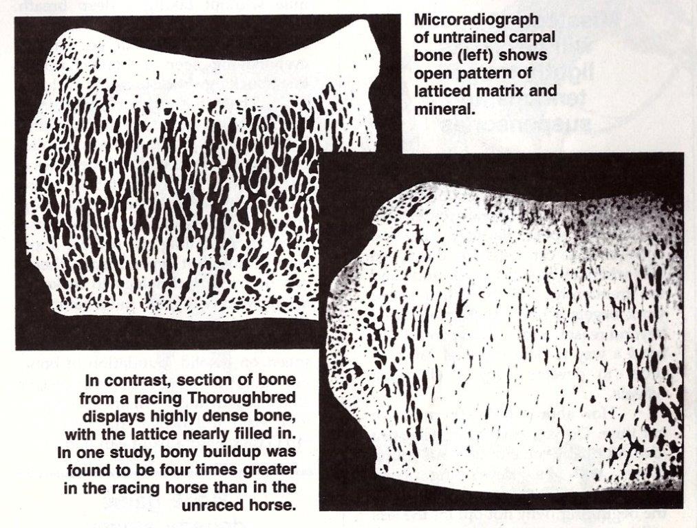 Comparison of carpal bones in trained and untrained horses