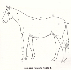 Diagram of Good Conformation