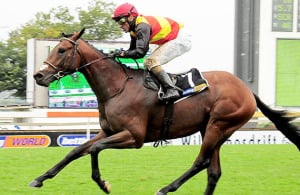 Louis The King wins the Gr2 Gauteng Fillies Guineas