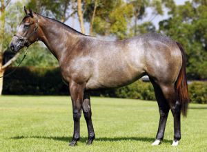 Majmu as a yearling