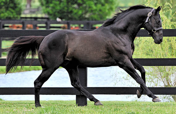 More Than Ready running in a paddock