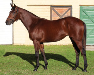 251 - Querari filly ex Dacha