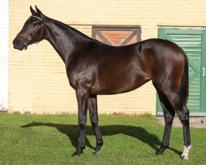 459 - Rebel King filly ex Moika