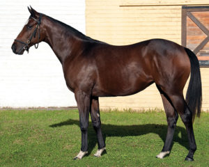 46 - Lateral filly x Shinkanzen: Half sister to 4 winners; dam Shinkanzen (4w, SP) half sister to 2 winners out of GETAWAY (2w, SW; half sister to SW’s KIPKETER, FRANKLIN, MOONLIGHT GAMBLER)