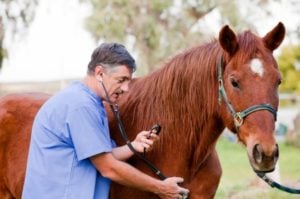 Vet record will be open to public inspection