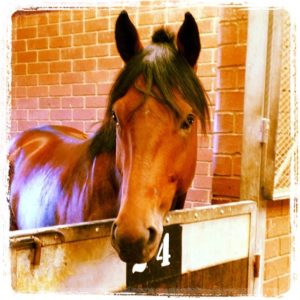 Louis The King in his stable