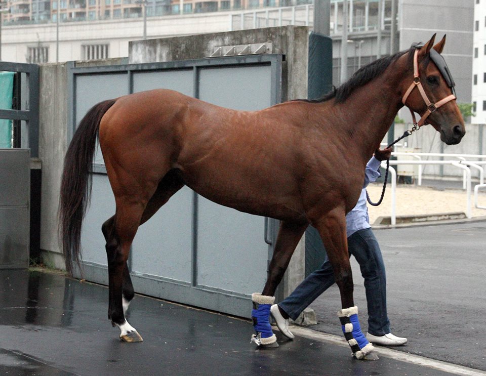 Sanshaawes arrives at Sha Tin