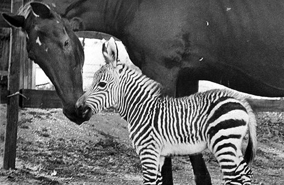 Sognatrice with her adopted Zebra