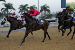 Greyville Polytrack Trials