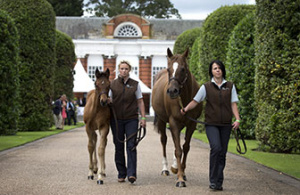 First Frankel Foal goes under the hammer