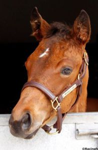 First Frankel colt to go under the hammer