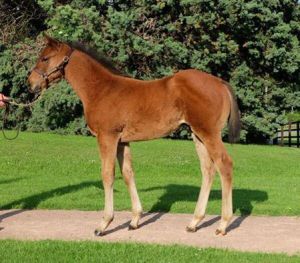Frankel colt