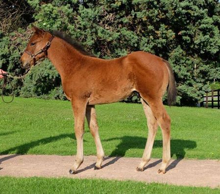 Frankel colt