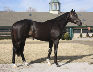 Noble Tune, Rathmore Stud