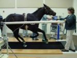Horse on treadmill