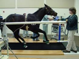 Horse on treadmill