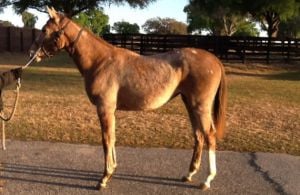 Marchfield foal