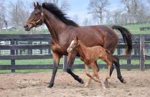 Photo attached of Secret Heart and her Kitten's Joy colt in April 2013 (photo:  Sara Fagan of Denali Stud)