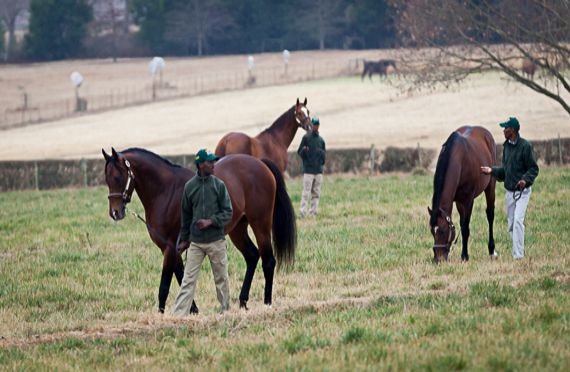 2014 Summerhill Stallion Day