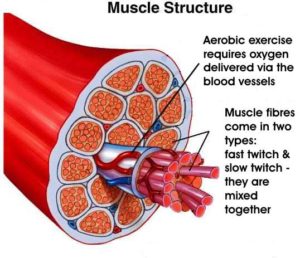 Muscle fibres