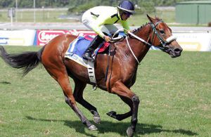 Gr1 Chocolicious foals Frankel Filly