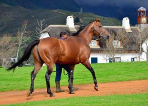 Duke Of Marmalade  - exciting young sire