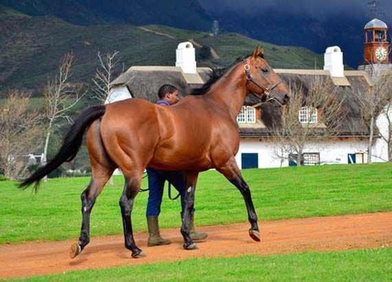 Duke Of Marmalade - exciting young sire