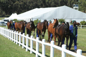 Durbanville today (Bay Media)