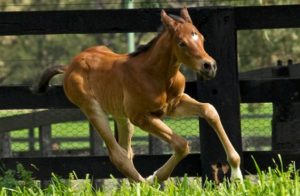 Black Caviar's Exeed And Excel filly
