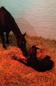 Cheveley Stud's Champers has given birth to a full sister to Legislate