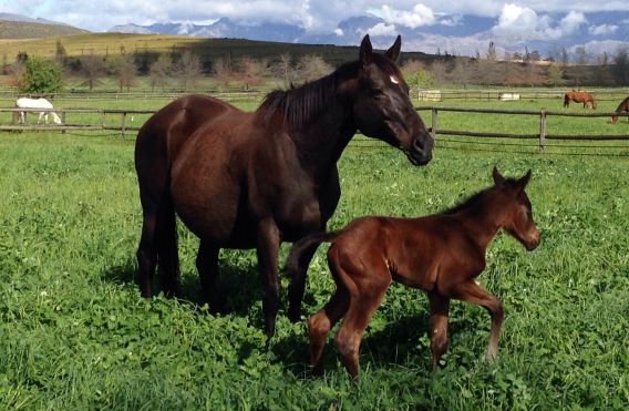 Cheveley Stud's Champers has given birth to a full sister to Legislate