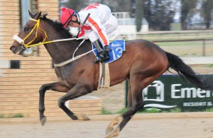 Marco Van Rensburg rode a cool race on Guy From Dubai (JC Photos)