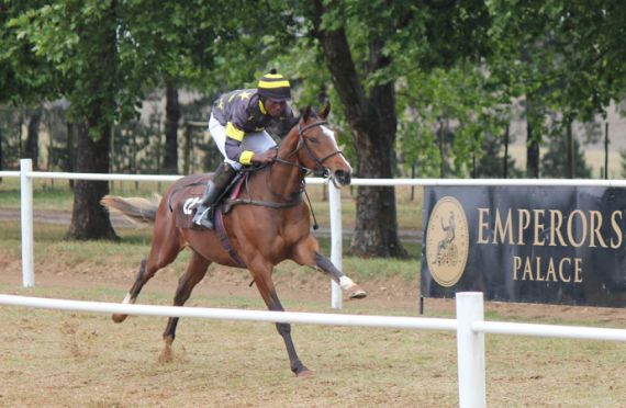 Yellow Star Ready To Run gallops