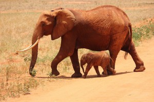 The natural beauty of Kenya