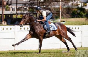 Lot 72 Bonfire Heart (Trippi-Aretha)