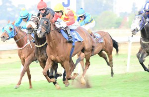 The finish of the Joburg Spring F&M Challenge ((Majmu' blinkered head can be seen)