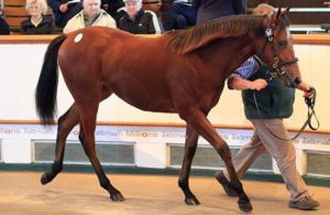 Tattersalls October Yearling Sale Lot 170 (Dansili-Tyranny)