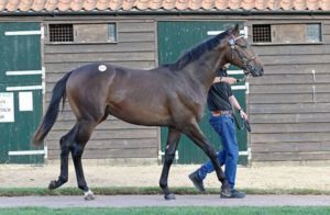 Tattersalls October Yearling Sale Lot 117 (Sea The Stars-Victoria Cross)