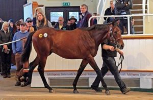 Tattersalls October Yearling Sale Lot 142 (Oasis Dream-Zee Zee Top)