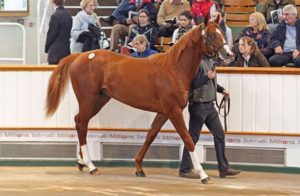 2014 Tattersalls October Yearling Sale Book 1 Lot 170