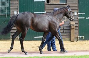 2014 Tattersalls October Yearling Sale Book 1 Lot 214