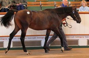 2014 Tattersalls October Yearling Sale Book 1 Lot 237