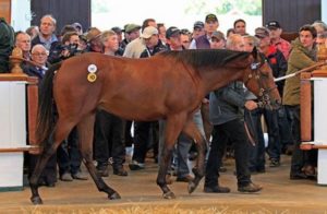 2014 Tattersalls October Yearling Sale Book 1 Lot 245