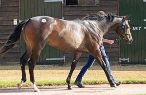 2014 Tattersalls October Yearling Sale Book 1 Lot 318 Galileo-Gwynn