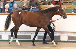 2014 Tattersalls October Yearling Sale Book 1 Lot 398 Street Cry-Meeznah