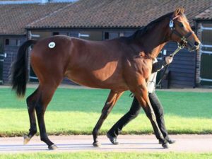 2014 Tattersalls October Yearling Sale Book 1 Lot 442 Galileo-Penang Pearl