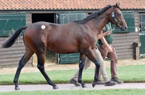 Tattersalls October Yearling Sale Lot 97 (Oasis-Titivation)