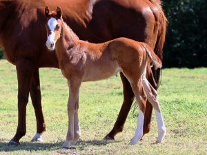 Avontuur's Little Miss Frankel - a daughter of champion Val De Ra