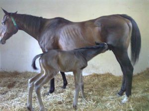 You Belong To Me and her Bold Silvano filly